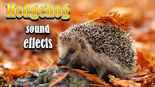 Hedgehog sound effects | What sounds does a hedgehog make?