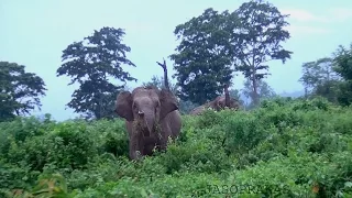 Elephant's Short Chasing And All.