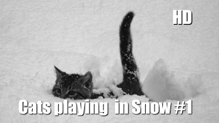 Cats playing in Snow #1 - Funny Cats Compilation