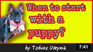 New puppy - when to start training Schutzhund puppy, what to do in Tracking, Obedience,  Protection.