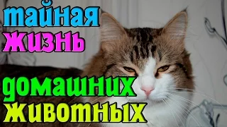 Тайная жизнь домашних животных || The Secret Life of Pets