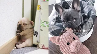 Frenchie Puppies TikTok | Cute French Bulldog Compilation