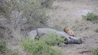 Male lion eating rhinos head while its still alive
