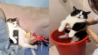 Funny Moments of Cats | Funny Video Compilation - Fails Of The Week #35