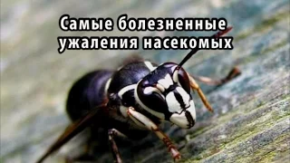 Самые болезненные ужаления насекомых