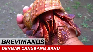 UNBOXING! Hermit crab Coenobita lila and Brevimanus with New Shell | Unboxing Videos | Crabpedia