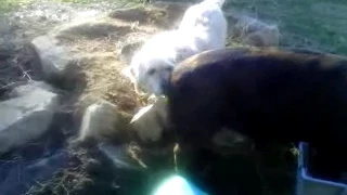 Dog Meets Pig For First Time, Then Falls In Love!!  ORIGINAL!