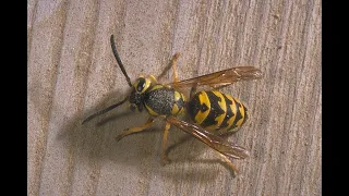 Distinguishing between yellowjackets, wasps, and look alikes