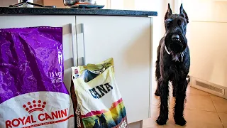 What I feed my adult Giant Schnauzer | From ROYAL CANIN to ACANA