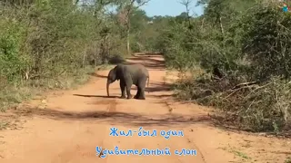 Караоке для детей - Удивительный слон - мультики про слона