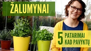 Prieskoniniai žalumynai ant palangės arba balkone - kad jums tikrai pavyktų