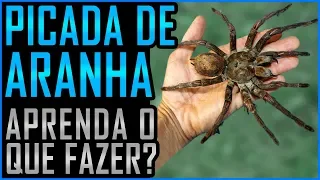 Picada de Aranha - O Que Fazer? (Ft. Instituto Butantan)