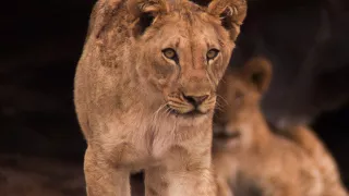 Lions Thriving in a Harsh Desert | BBC Earth