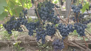 Виноград Руслан