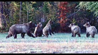 Wildlife Photography-Grizzly Bear 399 & 4 Cubs Traveling Time-Jackson Hole/Grand Teton Park/Yellowst