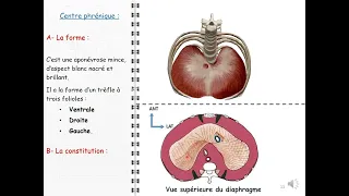 ANATOMIE FMPM DIAPHRAGME