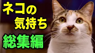 猫の気持ちを獣医師が解説します【総集編】