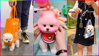 Funny and Cute Dog Pomeranian 😍🐶| Funny Puppy Videos #274