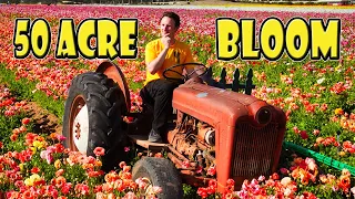 Exploring the FLOWER FIELDS at CARLSBAD Ranch