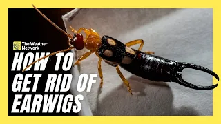 How To Get Rid Of Earwigs Before And After They Hatch