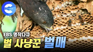 제작기간 1년 6개월, 국내 최초 방송!! 말벌집을 초토화시키는 '벌매' [지독한 끌림] EBS 다큐프라임