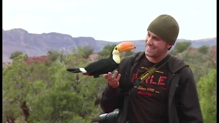 Freeflight Toco Toucan & Parrots | BirdTricks