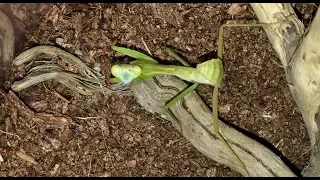 Feeding My 2 Small Giant Rain Forest Mantis (Hierodula Majuscula)