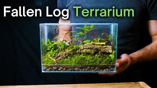 Creating a SIMPLE But BEAUTIFUL Ecosystem: Step-by-Step Terrarium Guide