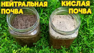 Как узнать кислотность почвы в домашних условиях