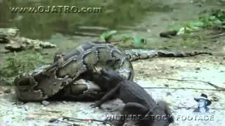 Python eats Alligator 02, Time Lapse Speed x6   YouTube