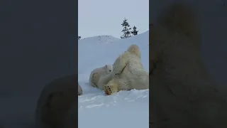 Adorable Polar Bear Cubs Play, Roll with Mom in the Snow 💖 Умка | White Bear Babies | Canada Wild 🇨🇦