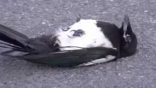 Magpie comes back from the dead