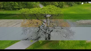 One Year. One Tree. One Drone
