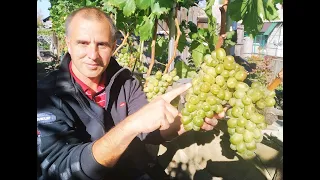 Виноград Король осени. Сезон 2021 (Grape Autumn King. Season 2021)