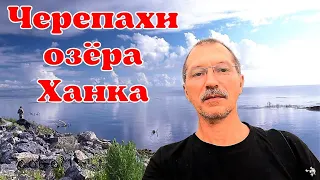 Озеро Ханка и злые черепахи