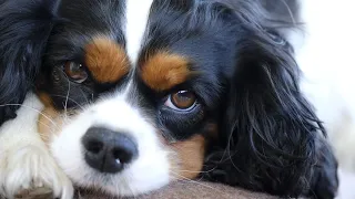 Are Cavalier King Charles Spaniels good with other dogs of the opposite sex?