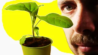 How to transplant pepper and eggplant seedlings - Transshipment of seedlings [Subtitles] 