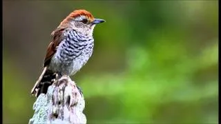 Singing Birds - nesting of Red Hat (Thamnophilus ruficapillus)