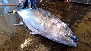 Cutting giant bluefin tuna to luxurious sashimi, teppanyaki tuna