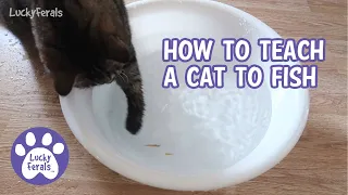 How To Teach A Cat To Fish