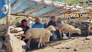 Как доят овец в горах Дагестана? Дагестанская горная порода овец. Агрофирма Чох