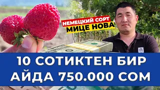 Кулпунайдын ЭҢ КИРЕШЕЛҮҮ сорту