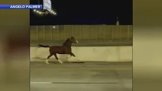 Horse seen running down Interstate 95 in Philadelphia, but where did it come from?