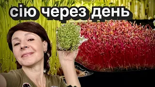 Чи є сенс вирощувати на підвіконні? Насіння мікрозелені, що обрати?