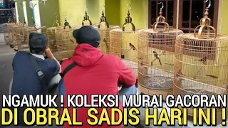 BIKIN GEMPAR ! RUMAH MURAI BATU OBRAL TERSADIS HARI INI BUKAN DI PASAR BURUNG PRAMUKA