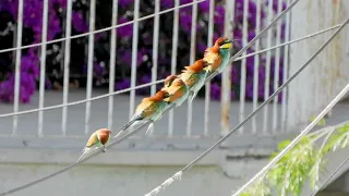 European Bee-Eater, Золотистая Щурка, Ευρωπαϊκός Μελισσοφάγος, Merops apiaster