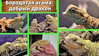 Бородатая агама: добрый домашний дракон. Bearded dragon: a good friend and an easy pet!