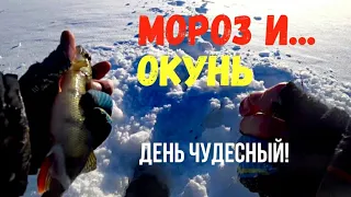 Поклёвки ОКУНЯ крупным планом! Зимняя РЫБАЛКА на ТАЁЖНОМ Озере!