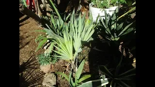 Brahea armata Palm a slow grower in the north