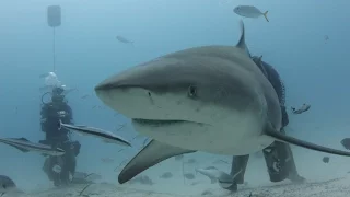 Bull Shark Encounter in Mexico -- scuba diving with bull sharks at Playa Del Carmen